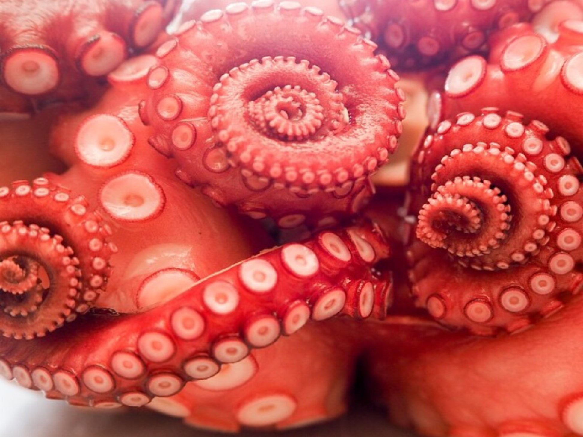 whole boiled octopus sashimi grade fresh fish singapore fishmonger seafood online delivery the new age fishmonger singapore DishTheFish A Great Fish Makes The Dish Australia MSC 100% wild caught Pacific Octopus Skull Island Southwest 八角鱼 澳洲 野生 海抓 即煮 方便包装 新加坡 网购