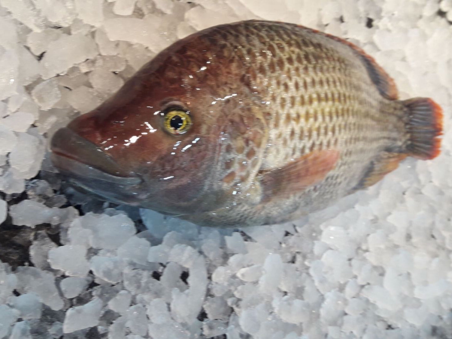St Peter’s Tilapia (Blue Kurper Fish) - about 600g - Dishthefish