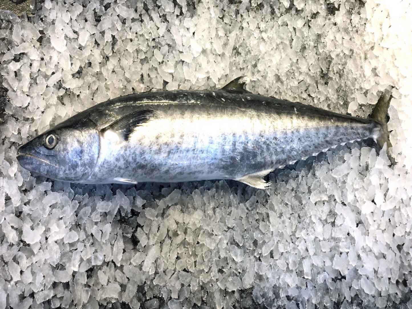Wild caught in Indonesia. You will get the head and bones along with the portion cuts when you buy the whole fish. Mandarin Name: 巴当鱼 Local Malay Name: Ikan Tenggiri Batang child cut 巴当 马鲛鱼 送货 网购 新加坡 巴刹 卖鱼 新鲜 好吃