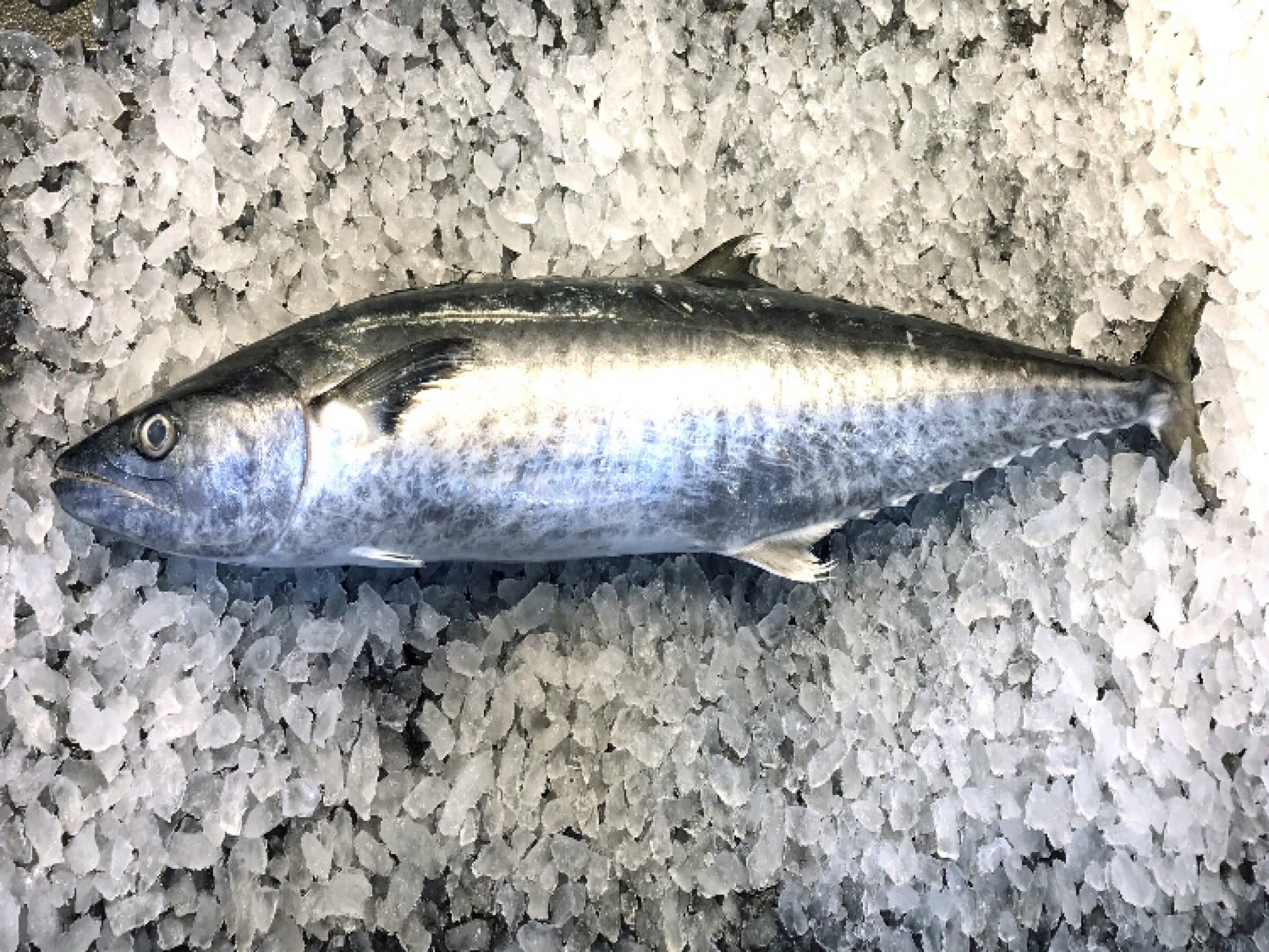 Wild caught in Indonesia. You will get the head and bones along with the portion cuts when you buy the whole fish.  Mandarin Name: 巴当鱼 Local Malay Name: Ikan Tenggiri Batang  child cut 巴当 马鲛鱼 送货 网购 新加坡 巴刹 卖鱼 新鲜 好吃