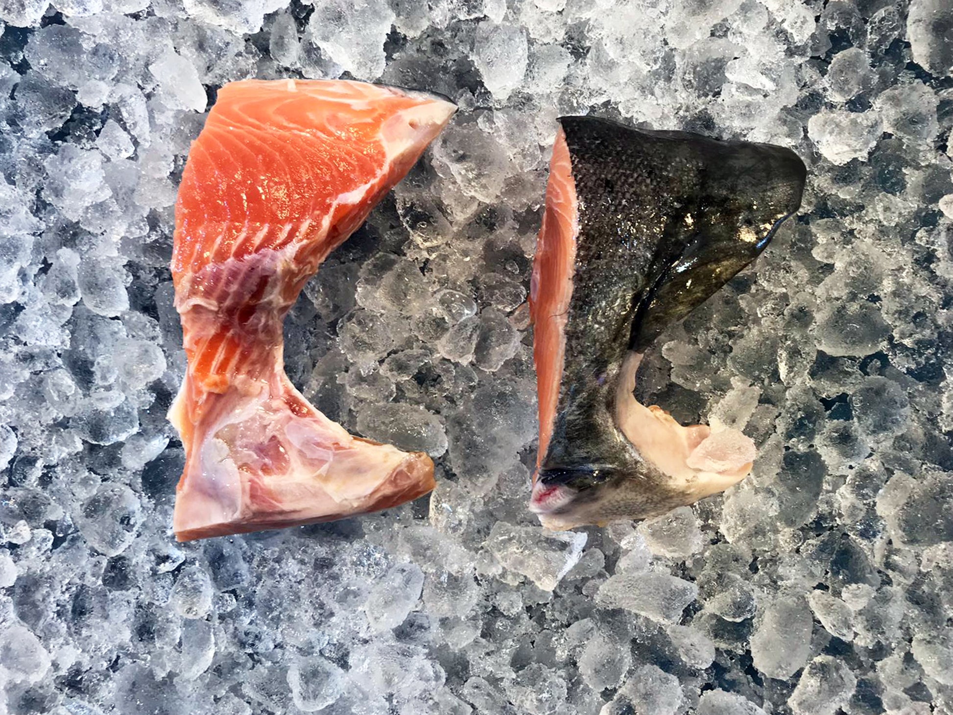 Wild King Salmon Collar (2-4in a pack, about 350g-500g in total) - Dish The Fish