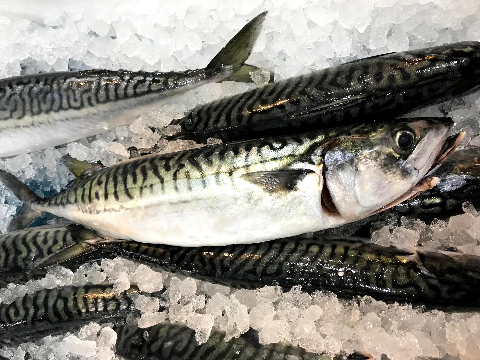 Wild Saba/ Mackerel (about 450g) - Dish The Fish