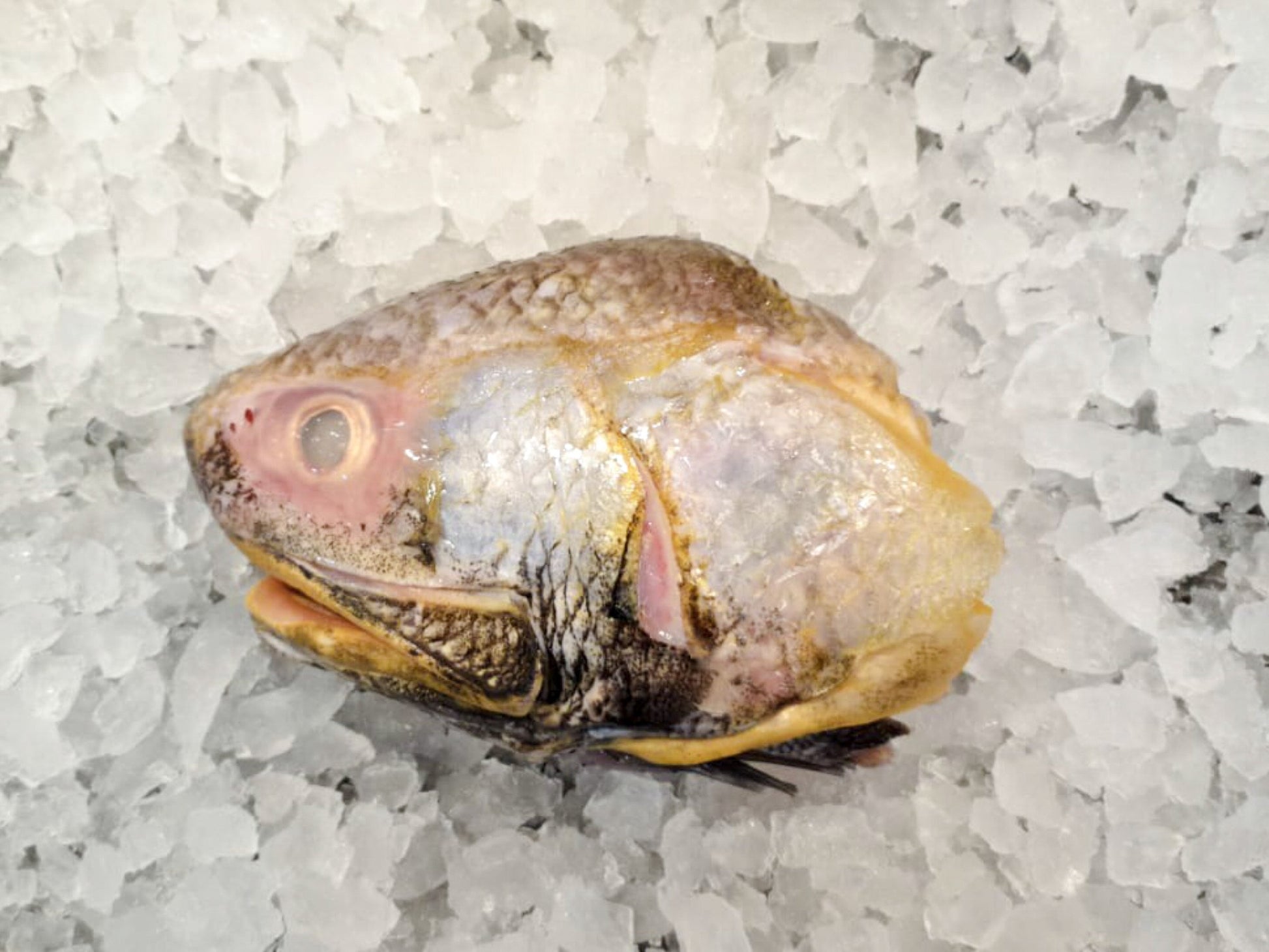 Wild Balai Threadfin Head (about 1kg) - Dishthefish Sustainable Tanjung Balai Indonesia Online Delivery Singapore Fresh Fish Seafood Line Caught Organic Natural Ethical