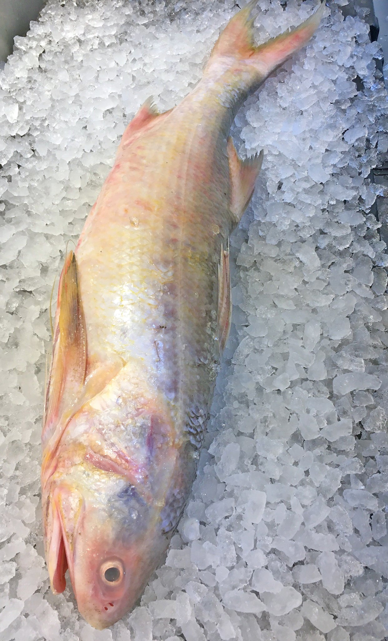 ALL YOU NEED TO KNOW ABOUT WILD SUSTAINABLE BALAI INDIAN THREADFIN ...