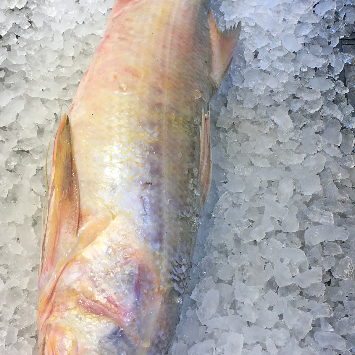 ALL YOU NEED TO KNOW ABOUT WILD SUSTAINABLE BALAI INDIAN THREADFIN