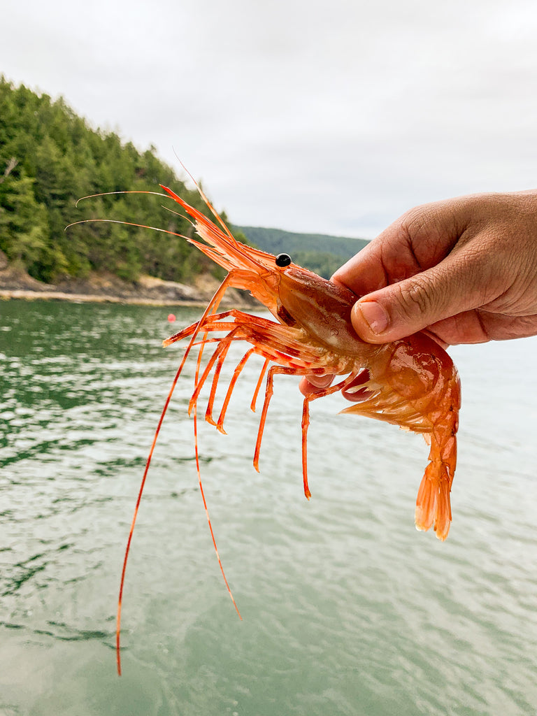 ALL YOU NEED TO KNOW ABOUT WILD-CAUGHT BC SPOT PRAWNS (BOTAN EBI)