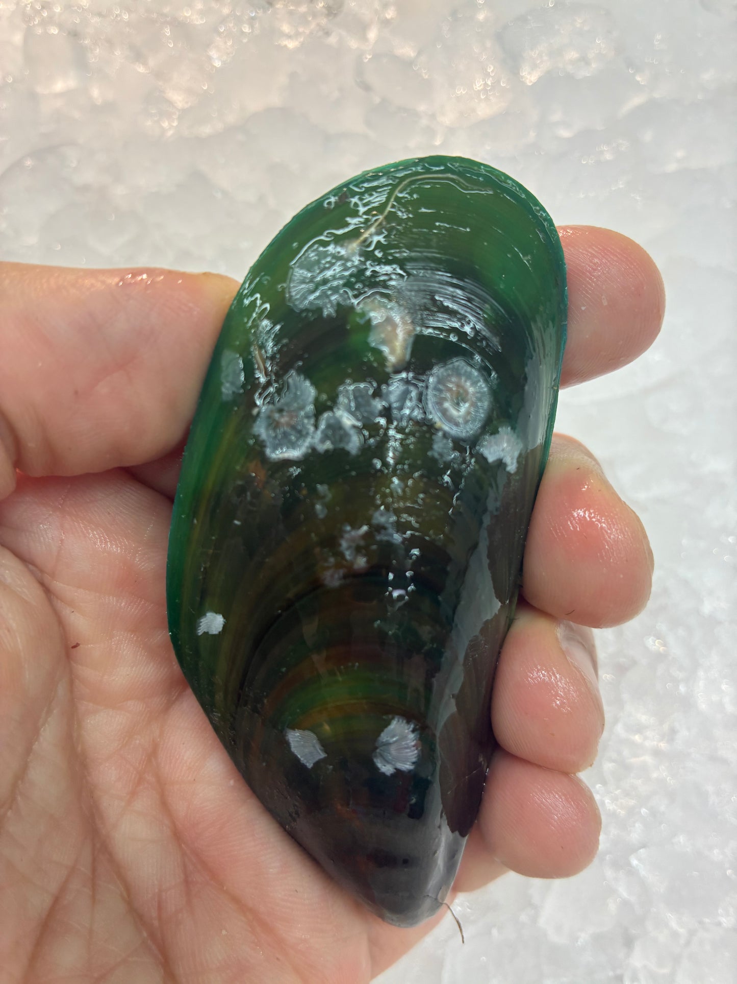 Live Sustainable Green Mussels - 1kg