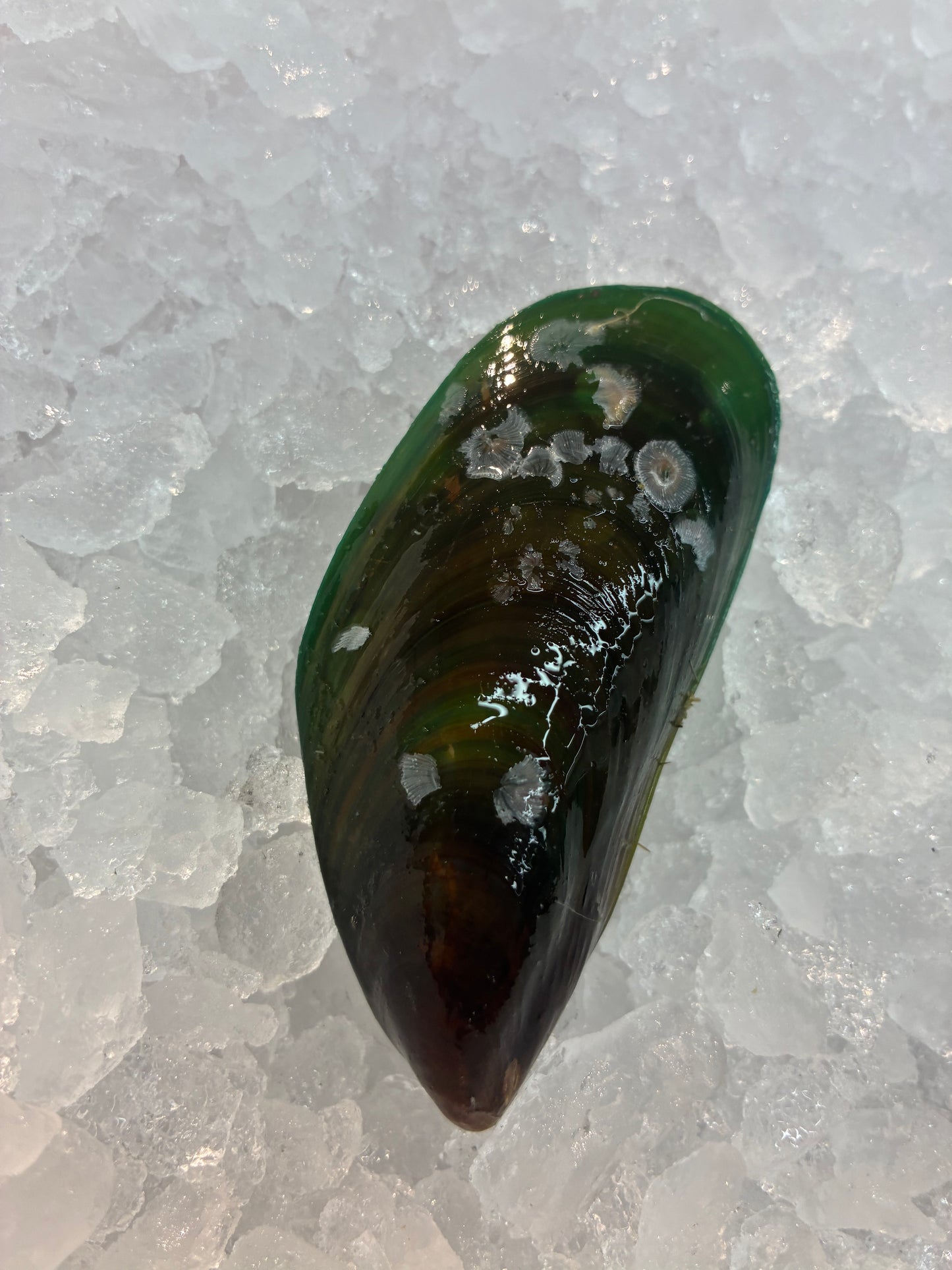 Live Sustainable Green Mussels - 1kg