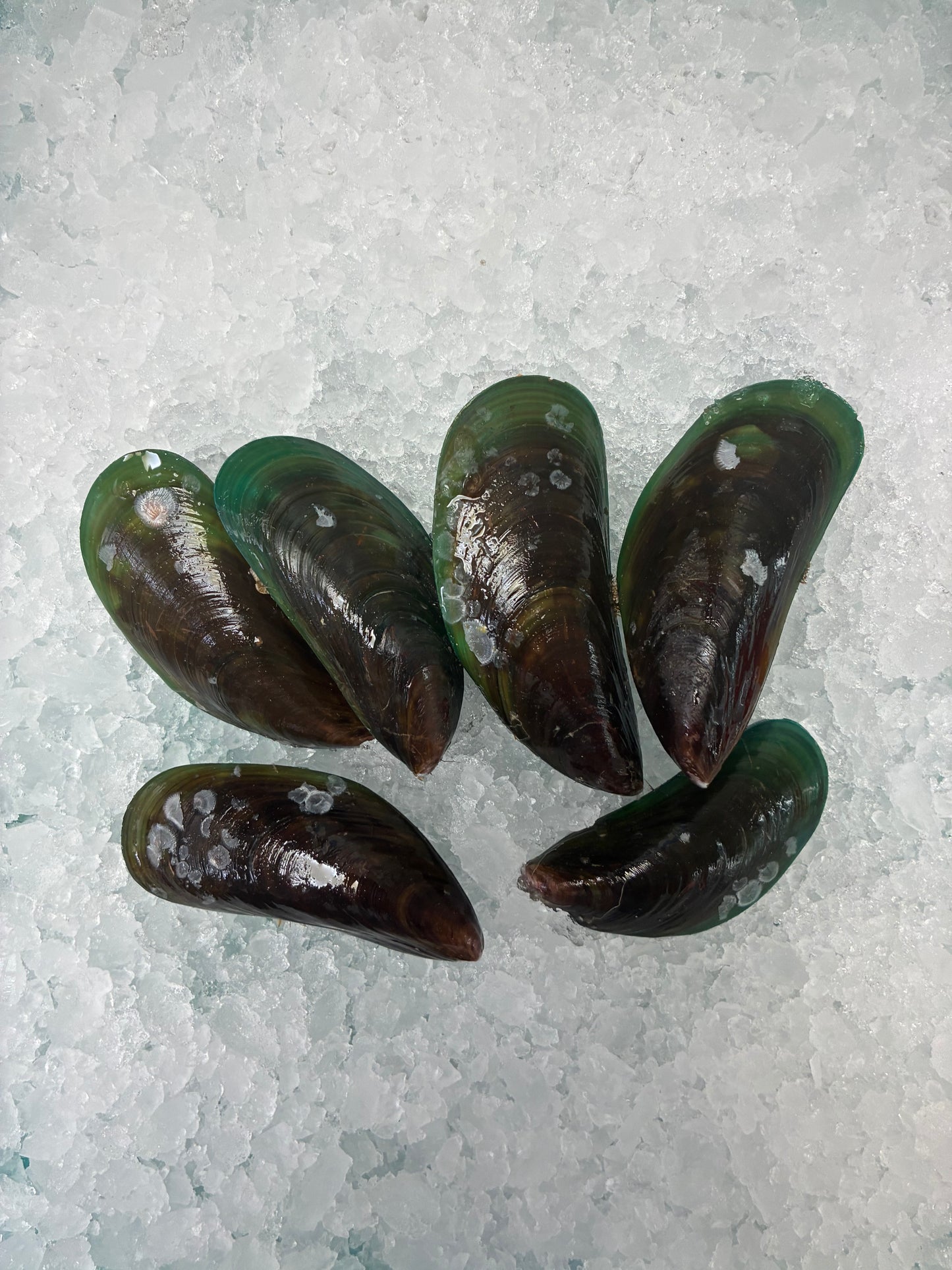 Live Sustainable Green Mussels - 1kg