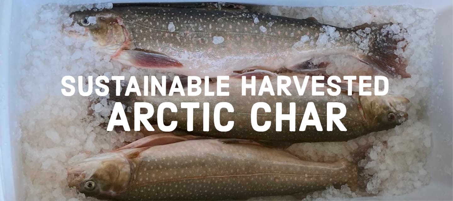 Sustainably harvested arctic char Vancouver Singapore fresh fish direct Airflown sustainable ethical