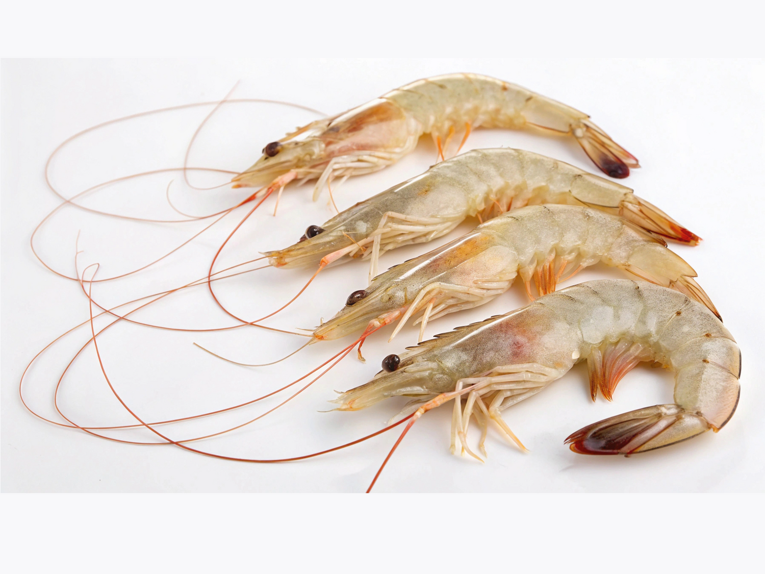 a White (Ang Kar) Prawns (medium size, 500g) - Dishthefish Organic Singapore Fresh Seafood Fish Child Cut Organic Natural Online Delivery Indonesia Malaysia Pontian 