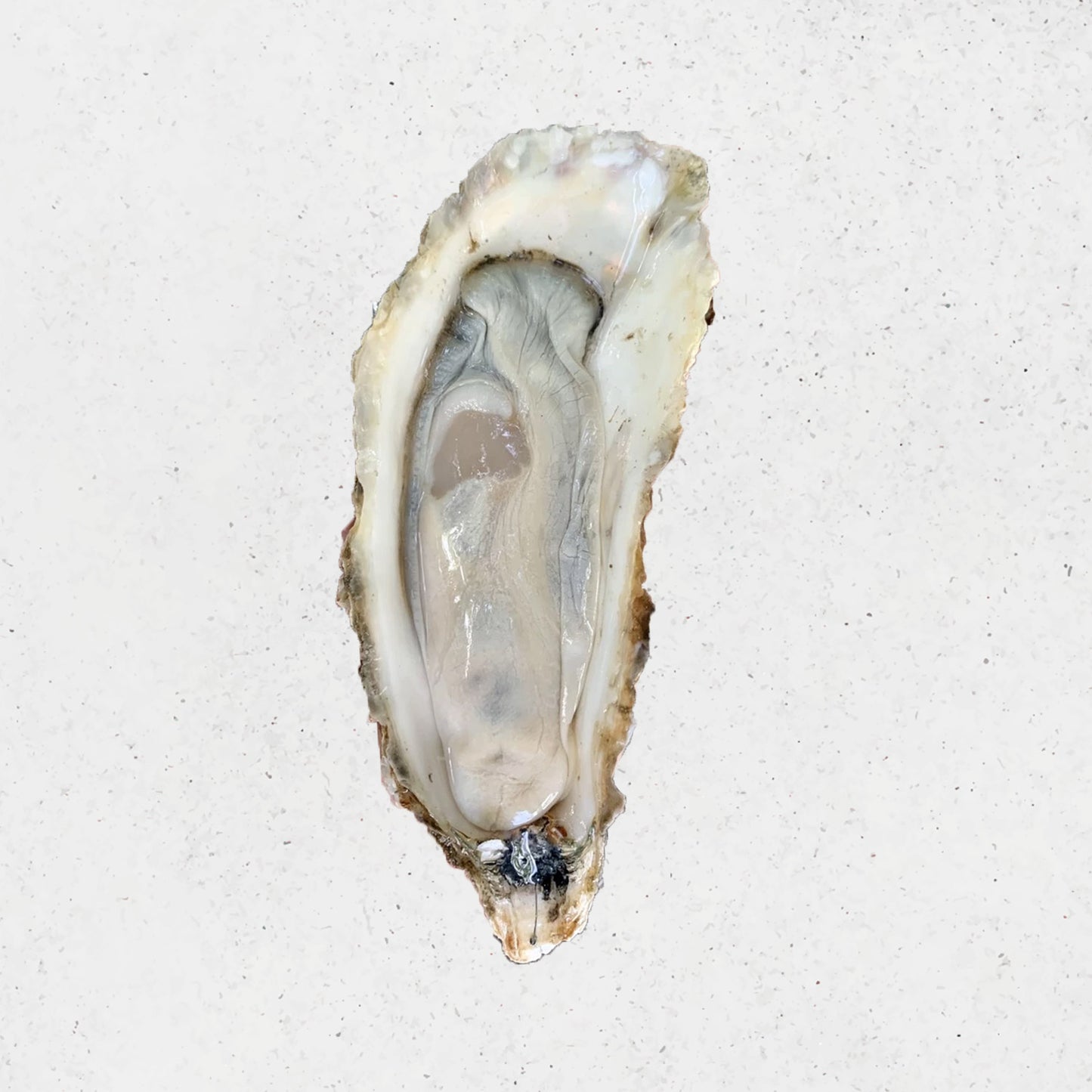 Assorted holiday foods including a roasted turkey, oysters, and various meats on a wooden table. DishTheFish Eaters Market Beef Pork Chicken Sausage Lollipop Chorizo Wild Sockeye Salmon Spot Prawns Hyogo Oysters Turkey