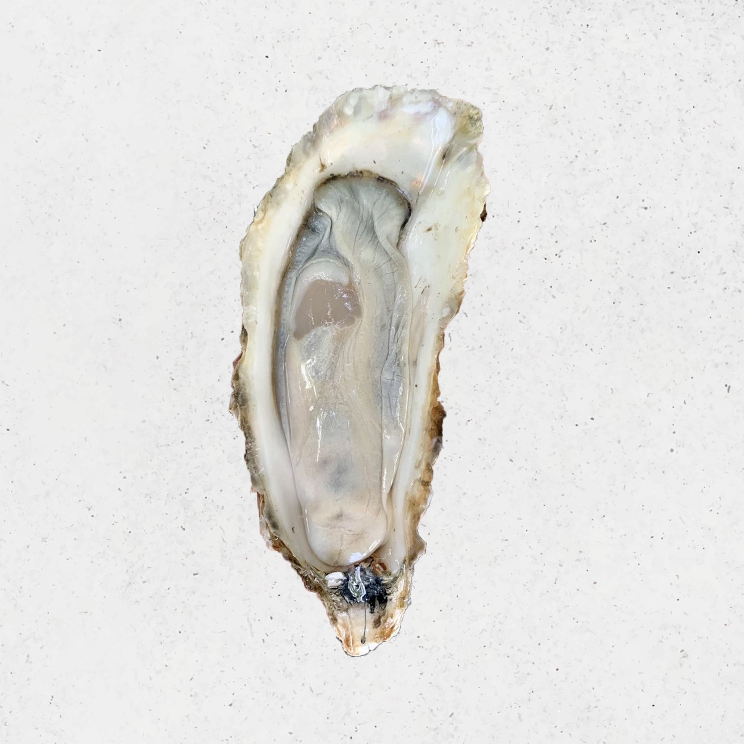 Assorted holiday foods including a roasted turkey, oysters, and various meats on a wooden table. DishTheFish Eaters Market Beef Pork Chicken Sausage Lollipop Chorizo Wild Sockeye Salmon Spot Prawns Hyogo Oysters Turkey