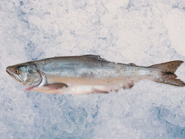 Wild Fresh Whole Pink Salmon *Limited to season only*