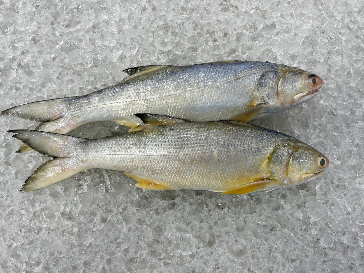 Thread Fin Fish/meat Premium Wild Sustainable Four Finger Threadfin Fish Slices – Dish The Fish