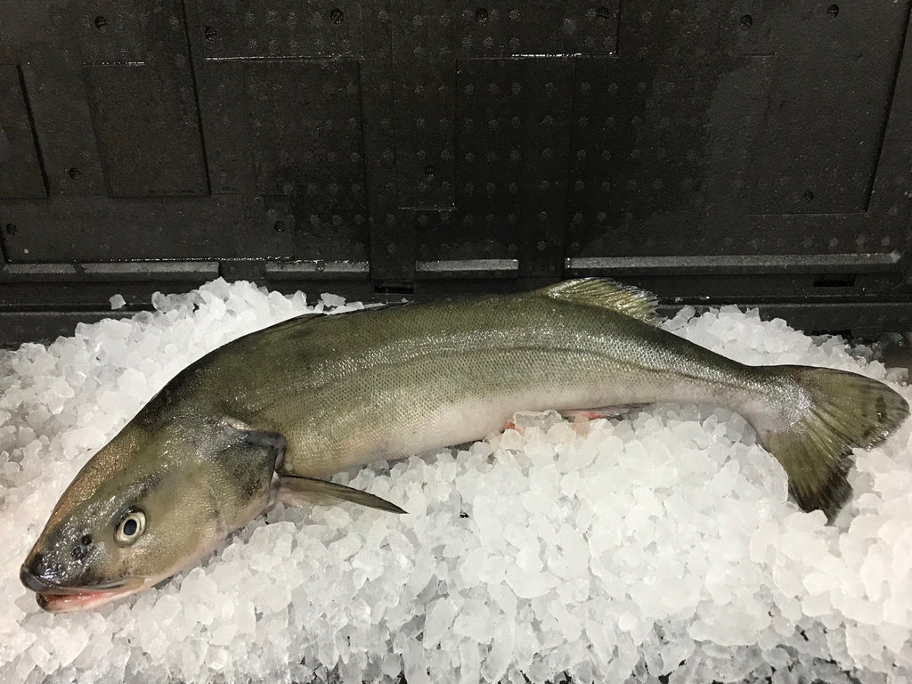 Whole Sustainable Gindara Sablefish/ Black Cod (about 2kg) - Dishthefish