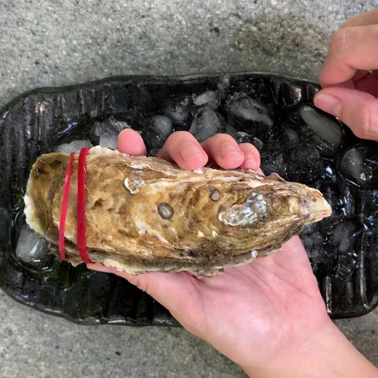 Dish The Fish Miyagi Large Oysters Sashimi