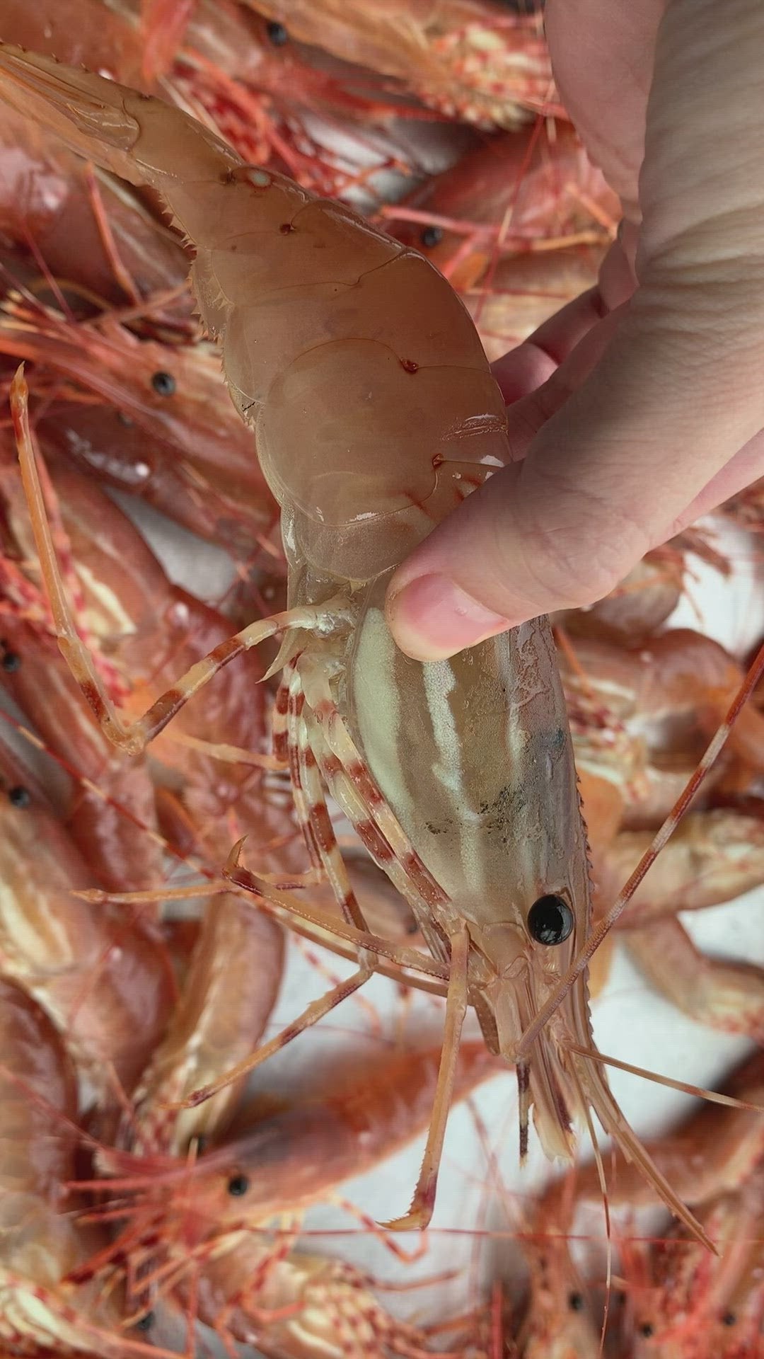 spot prawn alive video