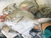 Jumbo Wild Chinese Pomfret (CNY Exclusive) - Dishthefish