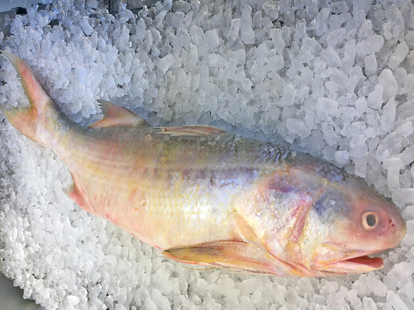 wild caught balai threadfin 午鱼 fresh fish third generation fishmonger singapore dishthefish fresh seafood supplier singapore