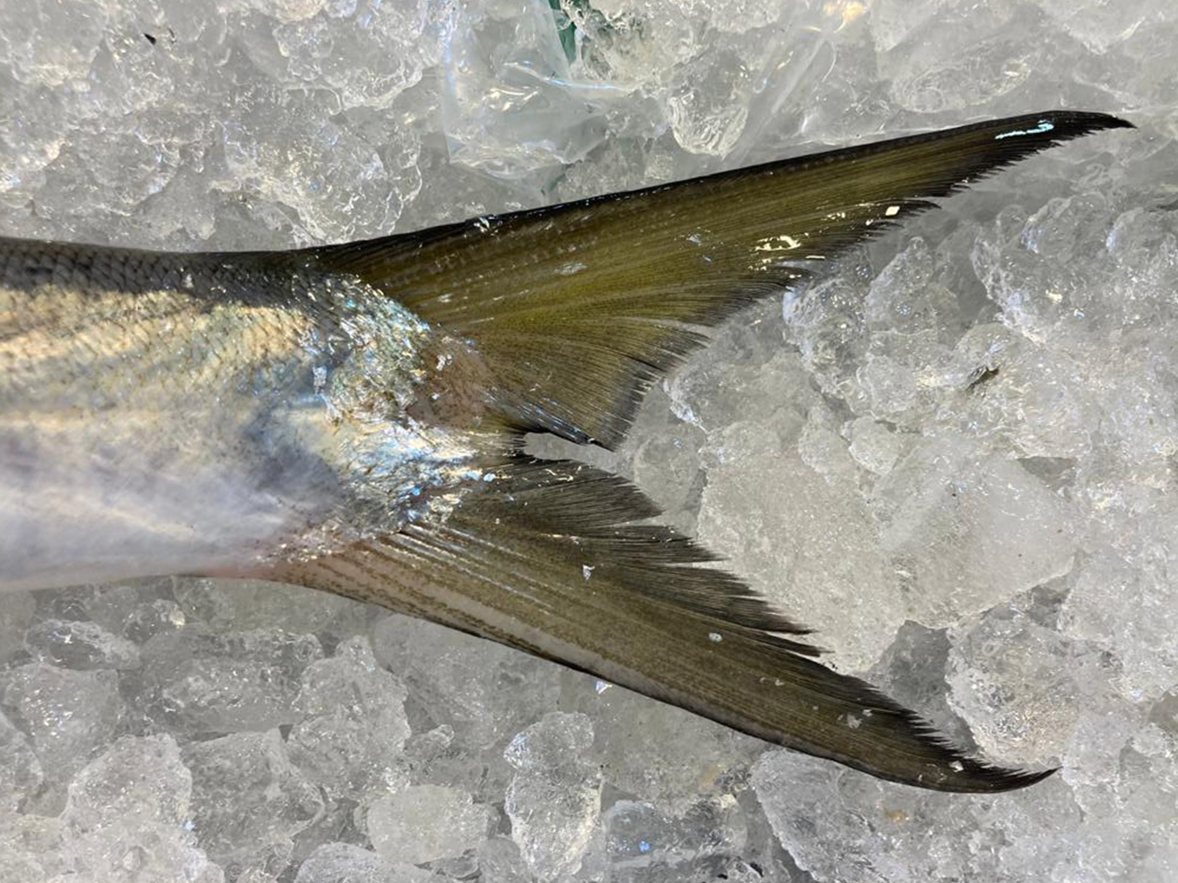 Wild Sustainable Wolf Herring (Sai Tou) 西刀鱼 (About 1.55 kg) Dish The Fish