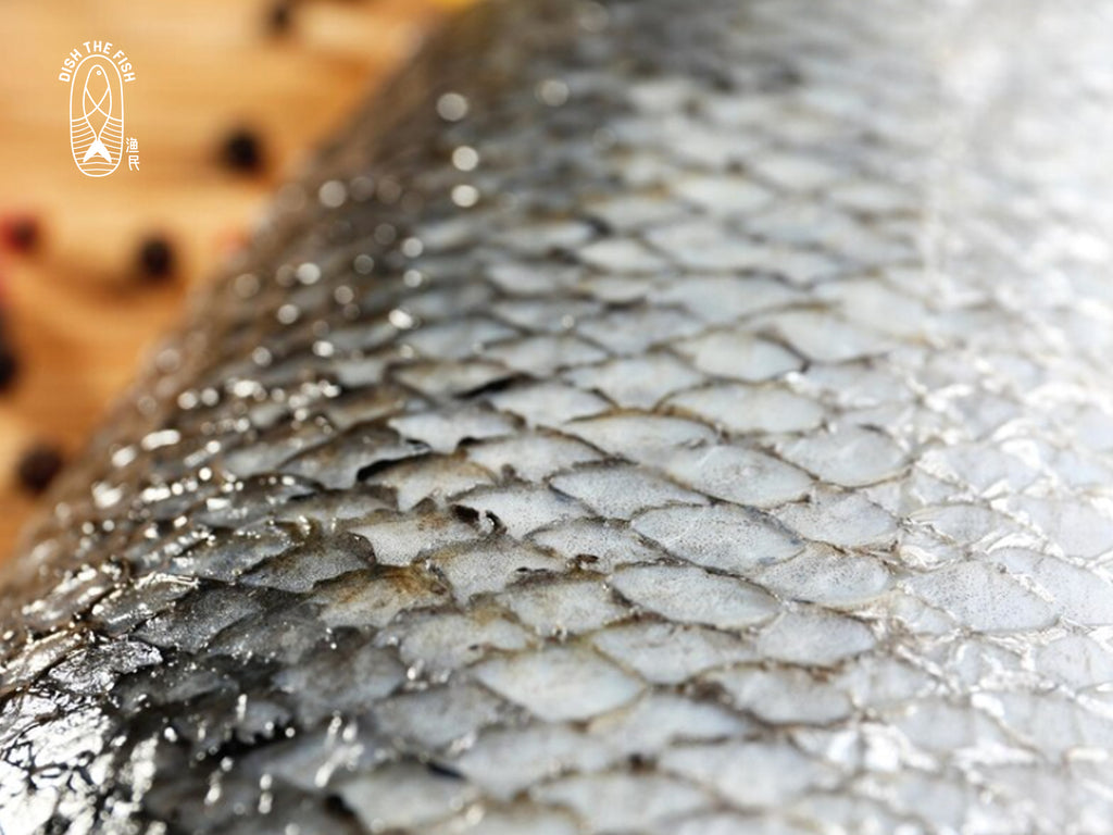 Dishthefish Norwegian Salmon Skin Fresh Fish Online Delivery Wild Farmed Air flown organic ocean sustainable ethical harvested steam cook grill bake fry