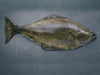 Dishthefish The New Age Fishmonger Pacific Halibut Fresh Fish Seafood Online Delivery Sustainable Wild Caught Responsibly Harvested Line Caught Vancouver British Columbia Canada Fillet Boneless Child cut Steam Grill Bake Fry 加拿大 比目鱼 烤鱼 新鲜 鲜鱼 无骨 小孩 鱼片 蒸鱼 新加坡 鱼饭 巴剎 网购 送鱼 大西洋 比目鱼 Collars 下巴