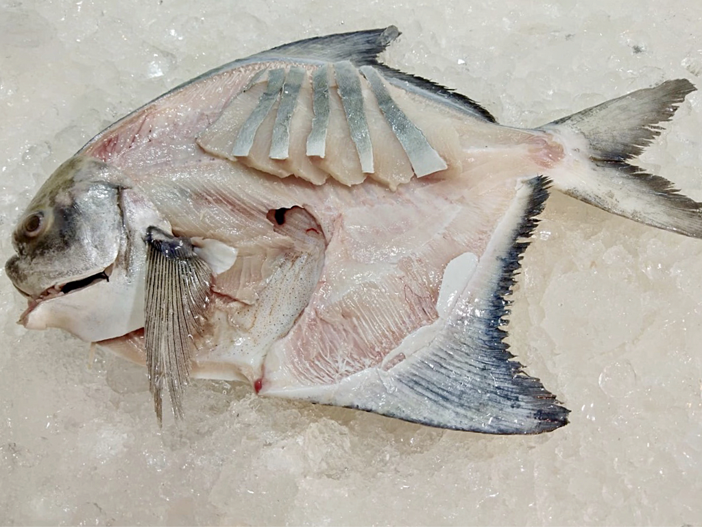 Jumbo Wild Chinese Pomfret (CNY Exclusive) - Dishthefish