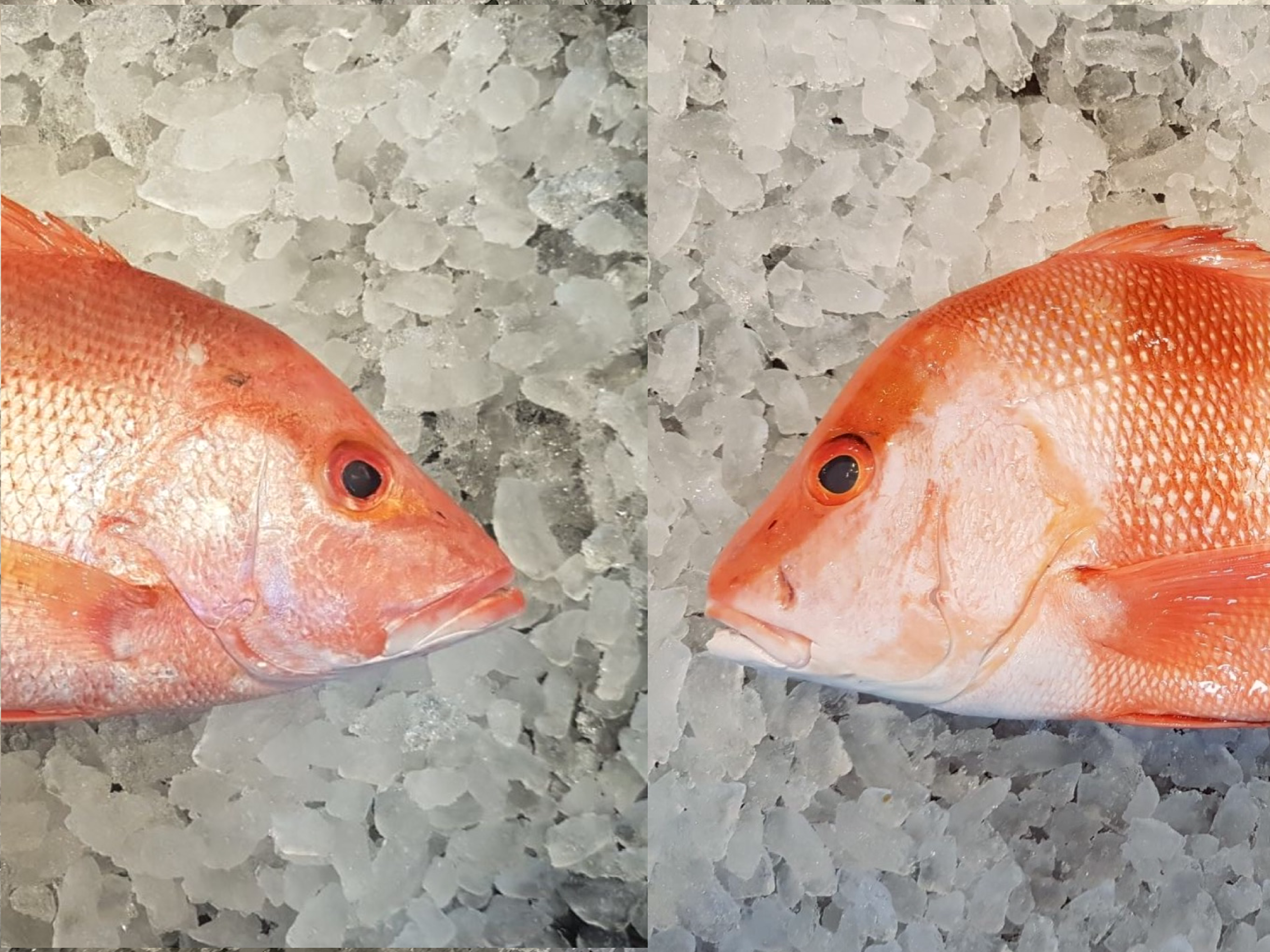 Wild Snapper Head (About 1.3 kg ) – Dish The Fish