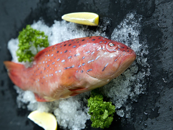 dishthefish wild caught red grouper 红石斑 fresh fish third generation fishmonger singapore fresh seafood supplier