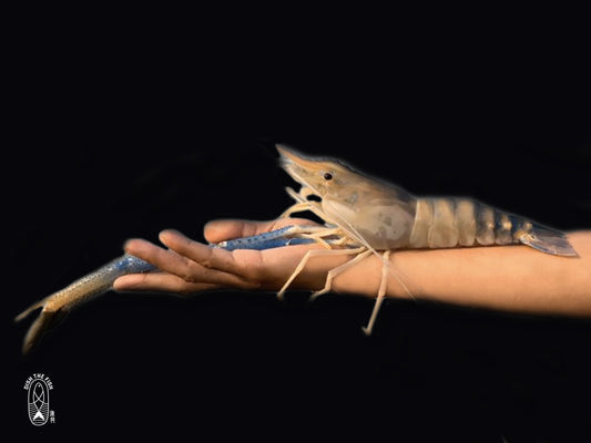 Dishthefish Singapore Fresh Fish Seafood Shellfish Online Delivery Wild caught farmed prawns jumbo river freshwater malaysia indonesia india U5 U3 grill baked steam