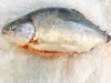 Whole Norwegian Fjord Sustainable Ocean Trout (about 4.5kg) - Dishthefish