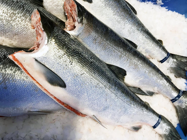渔民 dishthefish the new age fishmonger child cut children low mecury wild caught sockeye british columbia airflown wet market singapore net caught line online delivery singapore 新加坡 网购 三文鱼 野生 送货 家户订购 巴刹 鱼贩 渔夫 鱼片 鱼块 fillet boneless steak cut fish slices clean and gut 