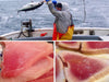 Haidacore Gwaii canada Albacore tuna british columbia wild caught lined caught sustainable responsible fishermen dishthefish the new age fishmonger singapore fresh fish slices child cut seafood online delivery market sashimi japanese captain chef 加拿大 金鲳鱼 野生 海抓 新加坡 湿巴刹 鱼贩 鱼片 鱼片汤 小孩 无骨 刺身 网购 送货 鲜鱼