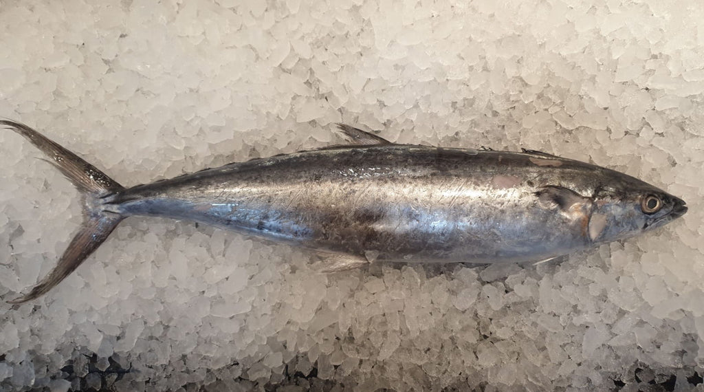 sootted mackerel singapore fishmonger fresh fish seafood online delivery market the new age fishmonger 马鲛鱼
