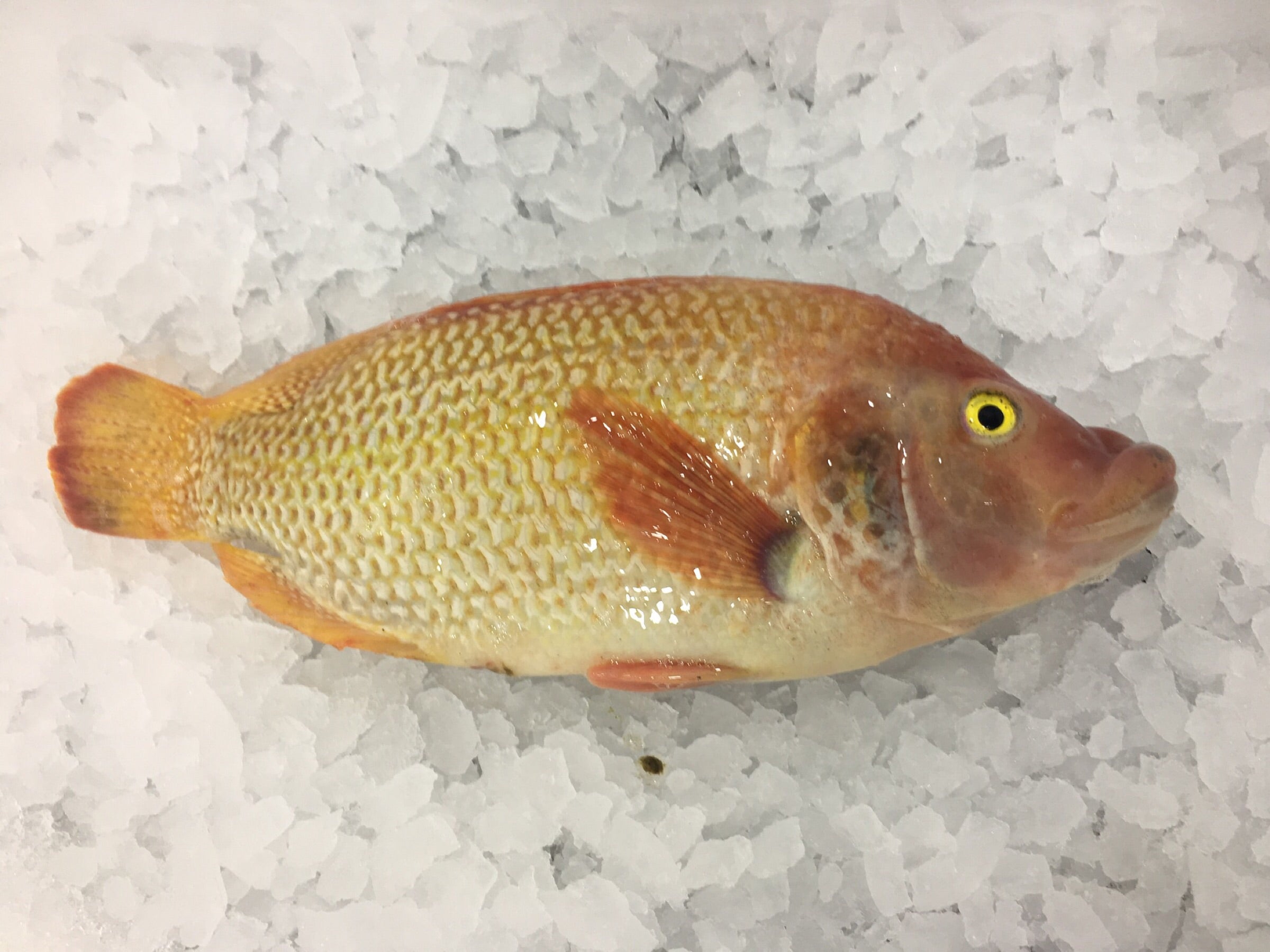 Kuper Fish Blue Kurper Fish - about 900g – Dish The Fish
