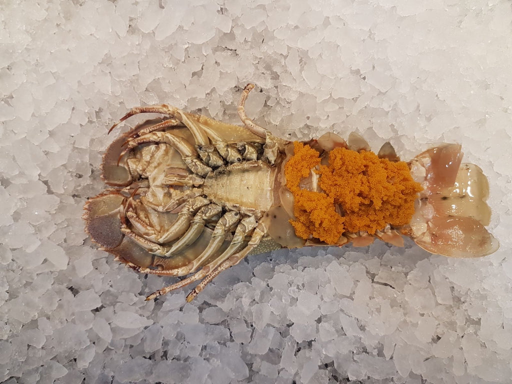 Wild Crayfish (Slipper Lobster) 500g - Dishthefish