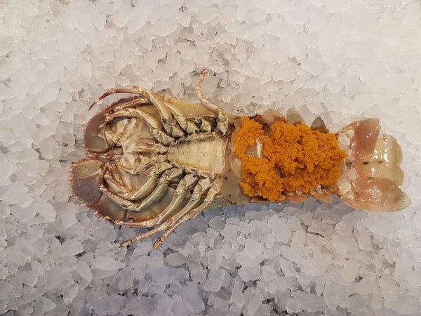 Wild Crayfish (Slipper Lobster) 500g - Dishthefish