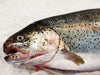 Sustainable Canadian Steelhead Trout (about 1.5kg) - Dishthefish