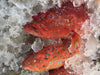 Wild Big Red Grouper (about 3kg) - Dishthefish