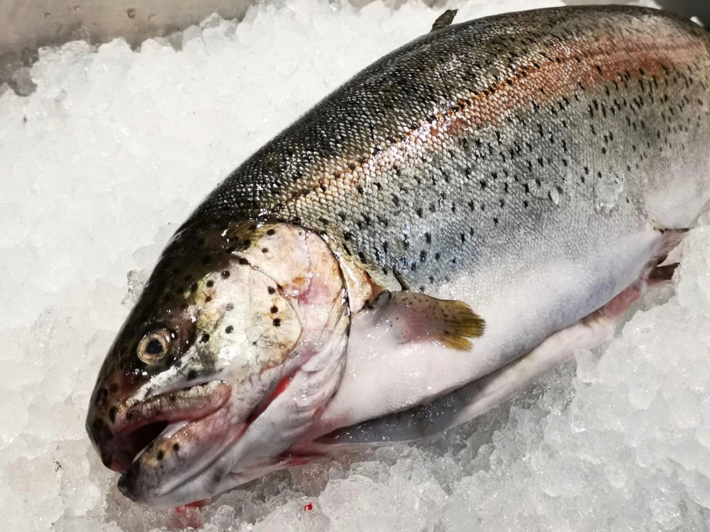 Sustainable Canadian Steelhead Trout (about 1.5kg) - Dishthefish