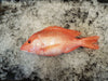 DISHTHEFISH The new age fishmonger fresh fish children cut sustainable Singapore wild caught Red Emperor Snapper ang sai 红狮子 Singapore Fresh Fish Third Generation Fishmonger dishthefish fresh seafood supplier singapore  鱼片汤 鱼片 红狮子 鱼片 新加坡 海鲜 鲜鱼 送货 网购 巴刹 方便 即用 干净 容易储存