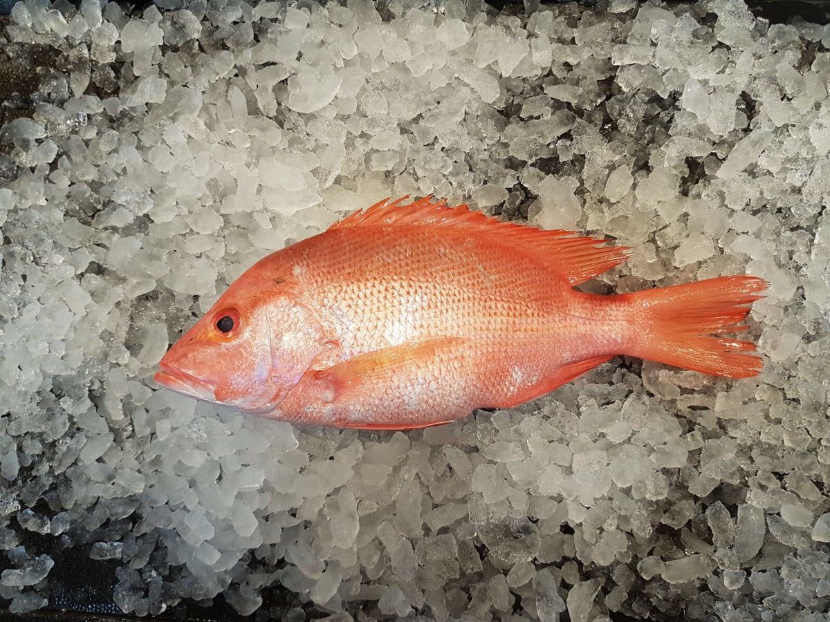 Wild Snapper – Dish The Fish