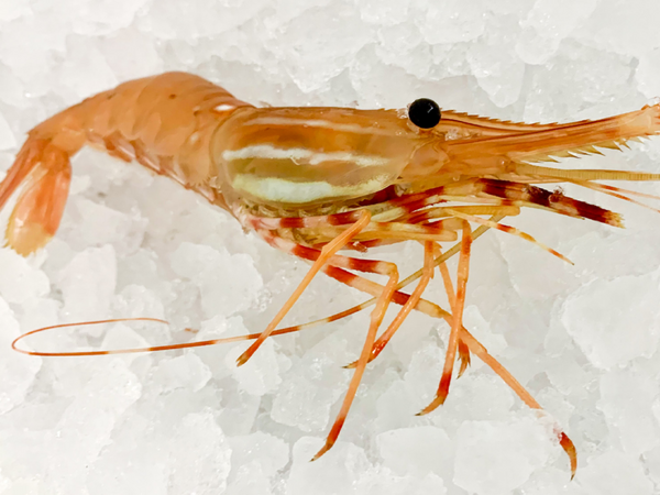 fresh head on canadian spot prawns