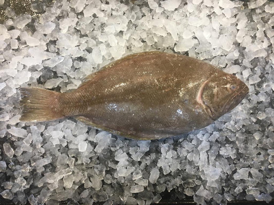 Dishthefish Plaice Sole fish holland baked grilled steamed fresh fish singapore a great fish makes the dish online delivery 新加坡 鳊鱼 网购 送货 新加坡 荷兰 海抓 钓鱼 印尼 Halibut Sole fish  比目鱼