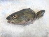Gindara Sablefish (Black Cod) Head (about 450g) - Dishthefish