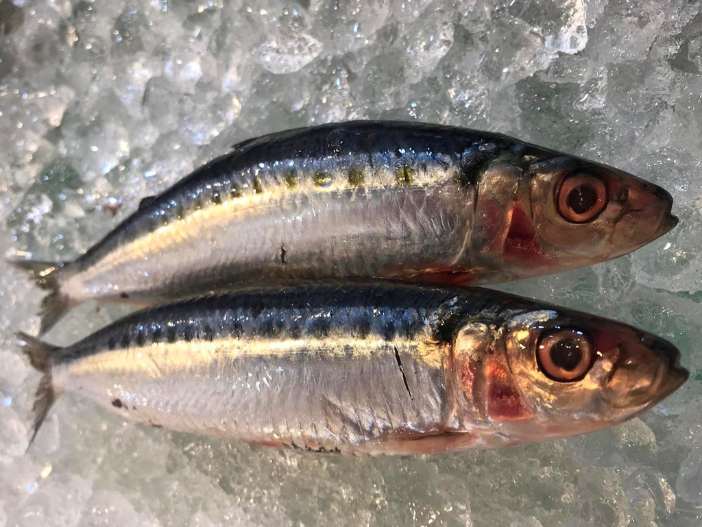 sardines wild fish singapore fish dishthefish fresh fish seafood online delivery wild caught omega 3 high nutrition fatty fish pan sear fry grill bake wet market tiong bahru the new age fishmonger sustainable responsible harvest no chemical 新加坡 沙丁魚 野生 海抓 巴剎 送貨 网购 高蛋白质 有营养 European Coelho and Dias Portugese