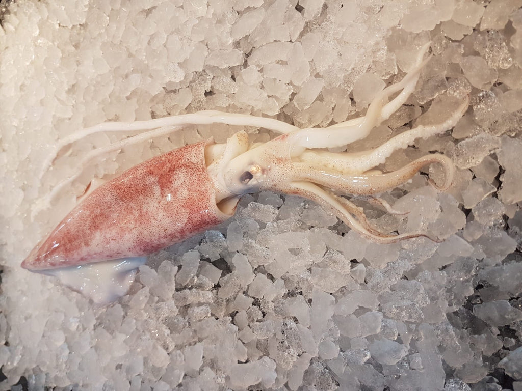 squid sotong calamari dishthefish the new age fishmonger fresh fish seafood online delivery