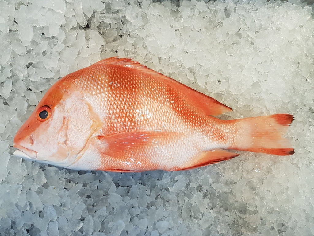 Wild Snapper – Dish The Fish