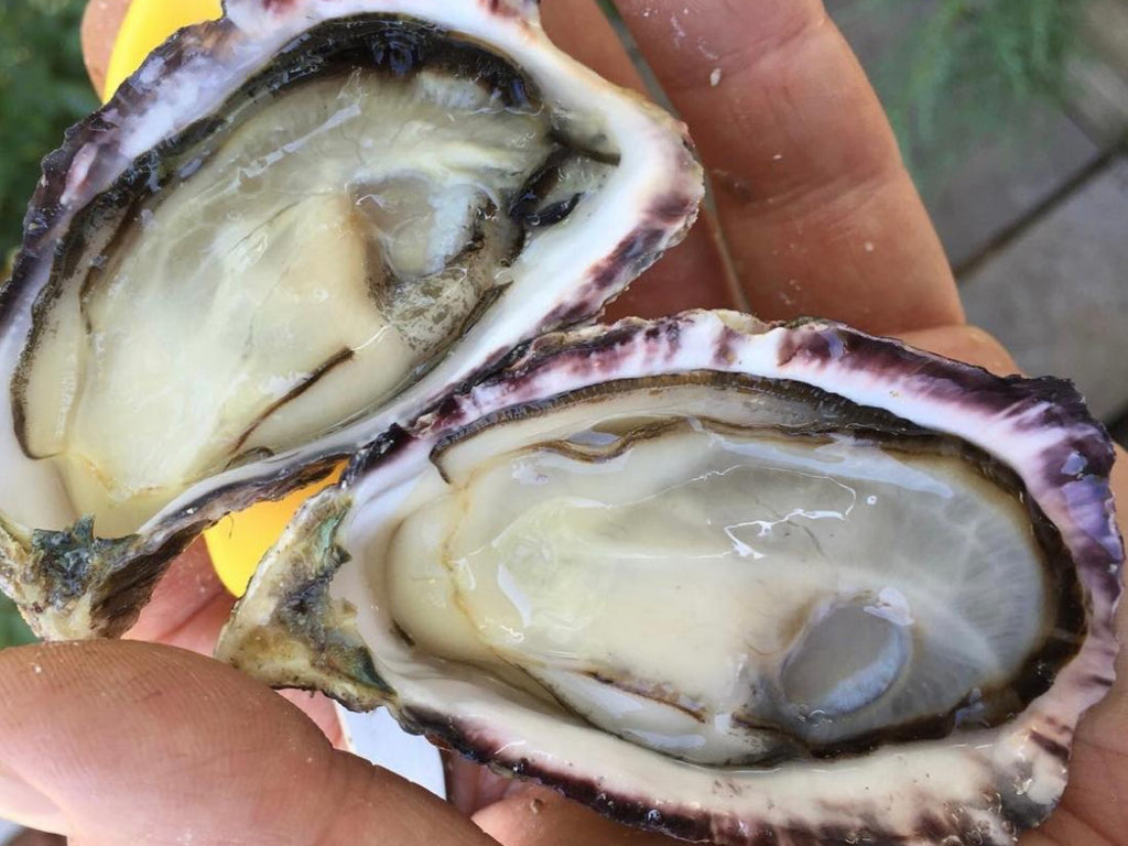 Effingham oysters Vancouver Singapore fresh fish seafood shellfish direct delivery DishTheFish live sashimi grade 